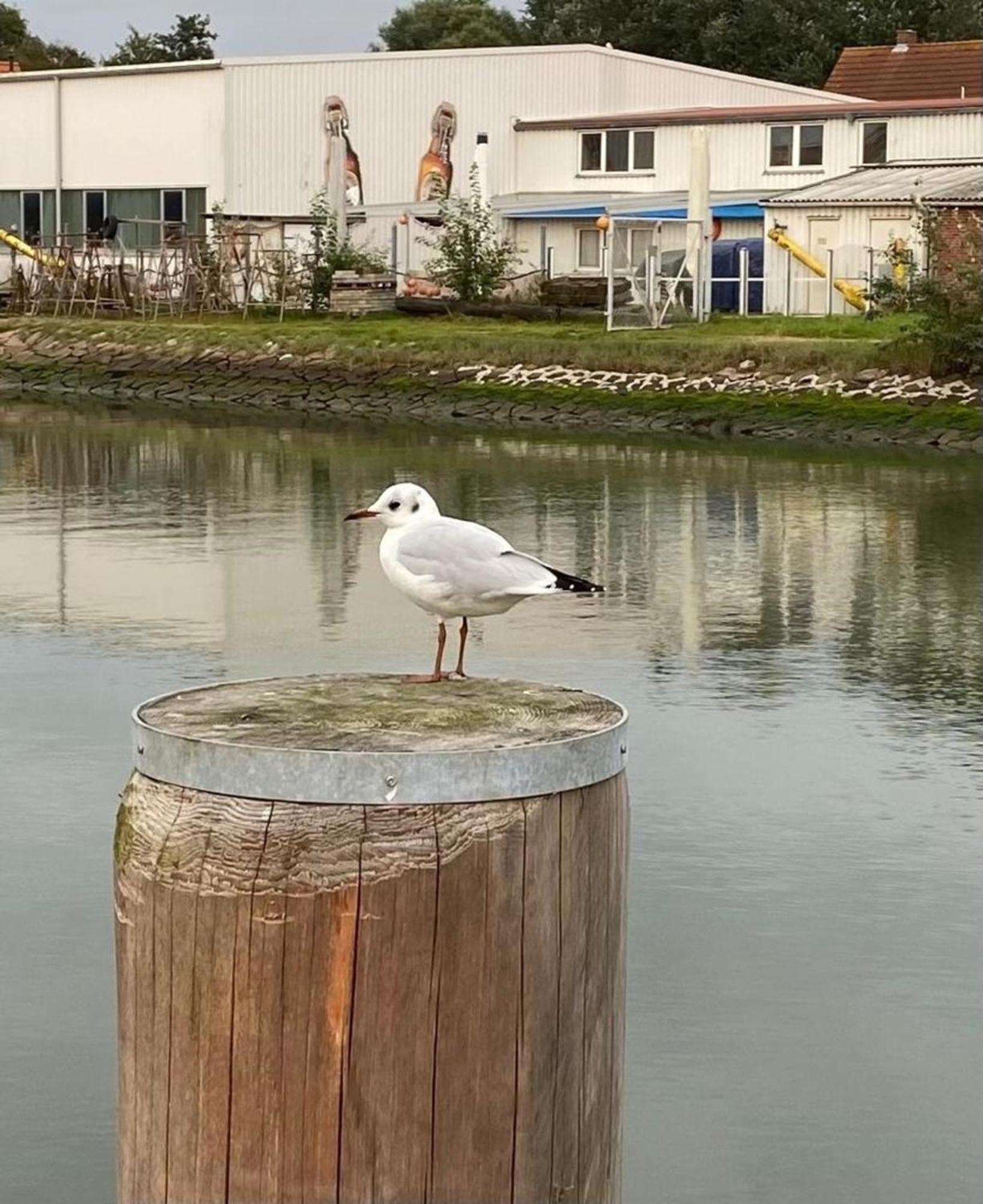 Strandkorb Buesum Exklusiv,Hafennaehe Zewnętrze zdjęcie
